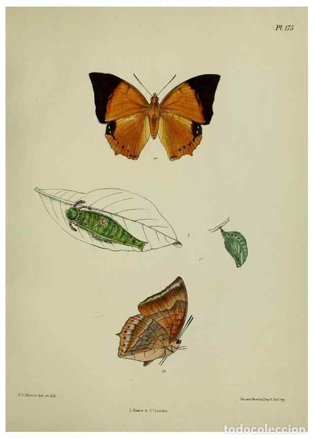 Collection Magazines and Newspapers: Reproducci&oacute;n/Reproduction 24304720887: Lepidoptera indica.. London,1890-1913.. - Moore, Frederic,