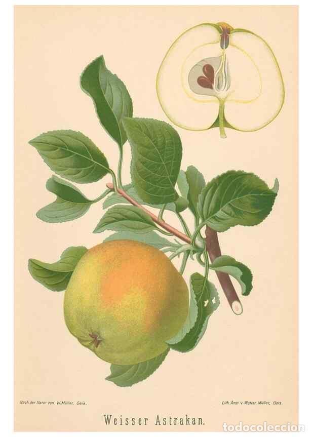 Coleccionismo de Revistas y Peri&oacute;dicos: Reproducci&oacute;n/Reproduction 28389423438: Aepfel und Birnen,. Berlin,Paul Parey,1894.. - Goethe, Rudolp