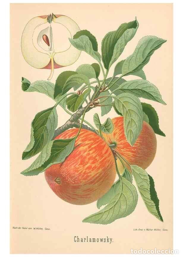 Coleccionismo de Revistas y Peri&oacute;dicos: Reproducci&oacute;n/Reproduction 42216484692: Aepfel und Birnen,. Berlin,Paul Parey,1894.. - Goethe, Rudolp