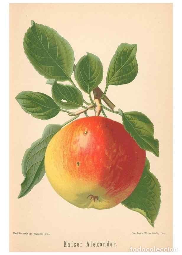 Coleccionismo de Revistas y Peri&oacute;dicos: Reproducci&oacute;n/Reproduction 27392448137: Aepfel und Birnen,. Berlin,Paul Parey,1894.. - Goethe, Rudolp