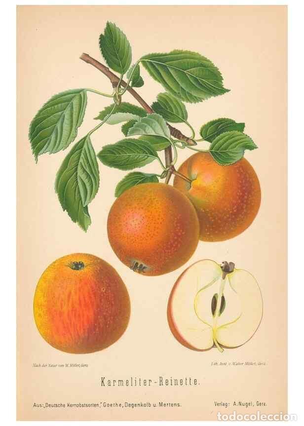 Coleccionismo de Revistas y Peri&oacute;dicos: Reproducci&oacute;n/Reproduction 28389562008: Aepfel und Birnen,. Berlin,Paul Parey,1894.. - Goethe, Rudolp