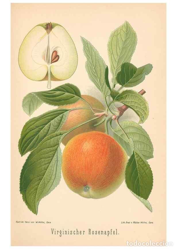 Coleccionismo de Revistas y Peri&oacute;dicos: Reproducci&oacute;n/Reproduction 40456498190: Aepfel und Birnen,. Berlin,Paul Parey,1894.. - Goethe, Rudolp