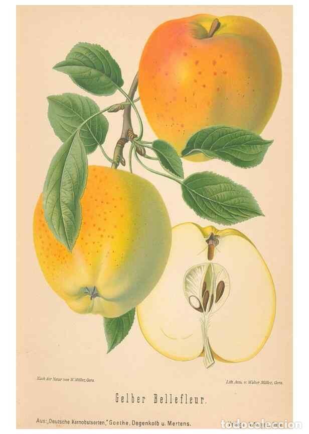 Coleccionismo de Revistas y Peri&oacute;dicos: Reproducci&oacute;n/Reproduction 40456394220: Aepfel und Birnen,. Berlin,Paul Parey,1894.. - Goethe, Rudolp