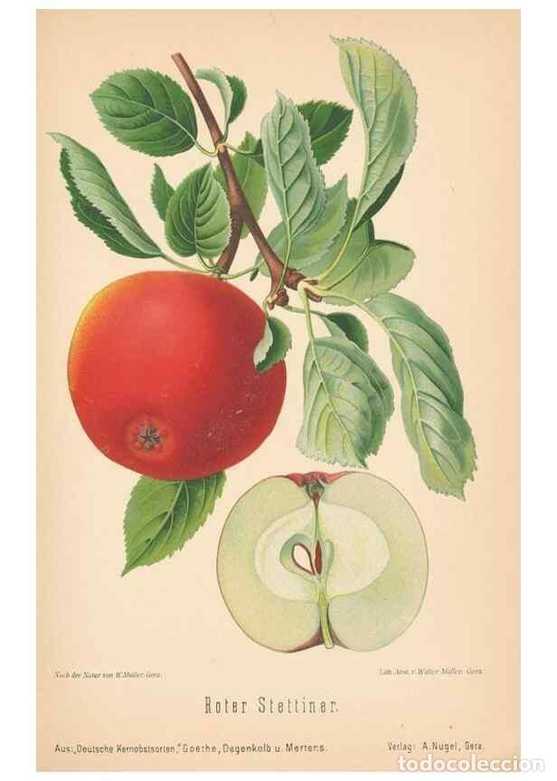 Coleccionismo de Revistas y Peri&oacute;dicos: Reproducci&oacute;n/Reproduction 27392520157: Aepfel und Birnen,. Berlin,Paul Parey,1894.. - Goethe, Rudolp