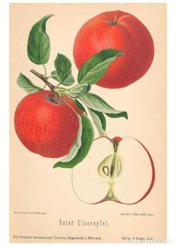 Coleccionismo de Revistas y Peri&oacute;dicos: Reproducci&oacute;n/Reproduction 42263275841: Aepfel und Birnen,. Berlin,Paul Parey,1894.. - Goethe, Rudolp