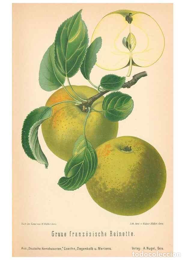 Coleccionismo de Revistas y Peri&oacute;dicos: Reproducci&oacute;n/Reproduction 42216548512: Aepfel und Birnen,. Berlin,Paul Parey,1894.. - Goethe, Rudolp