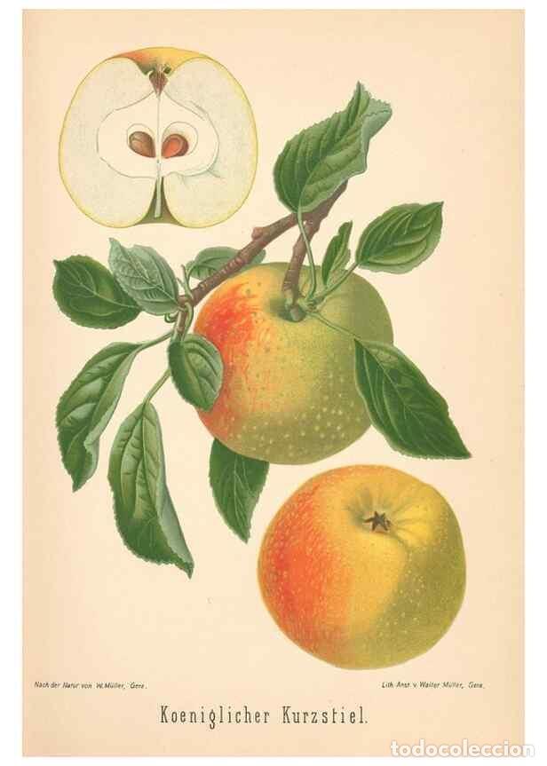 Coleccionismo de Revistas y Peri&oacute;dicos: Reproducci&oacute;n/Reproduction 40456426750: Aepfel und Birnen,. Berlin,Paul Parey,1894.. - Goethe, Rudolp