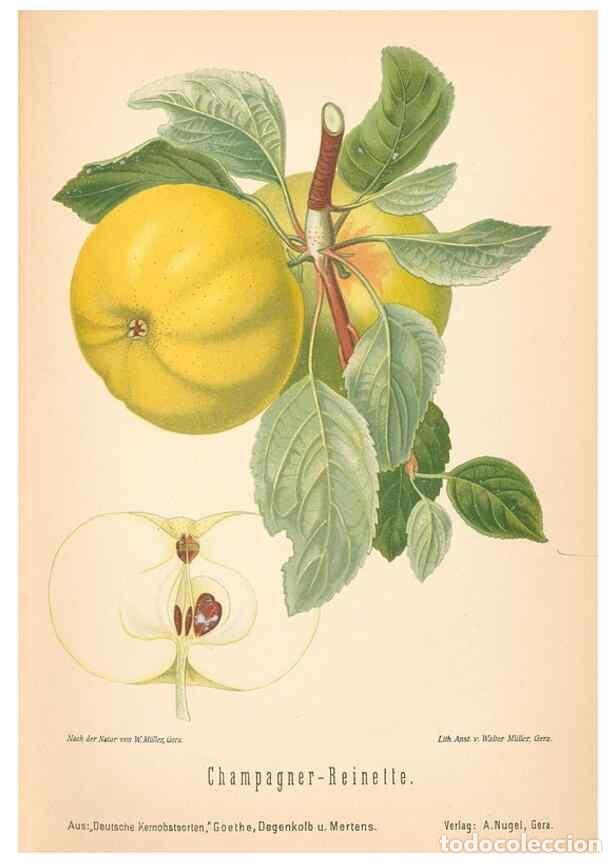 Coleccionismo de Revistas y Peri&oacute;dicos: Reproducci&oacute;n/Reproduction 42263338941: Aepfel und Birnen,. Berlin,Paul Parey,1894.. - Goethe, Rudolp