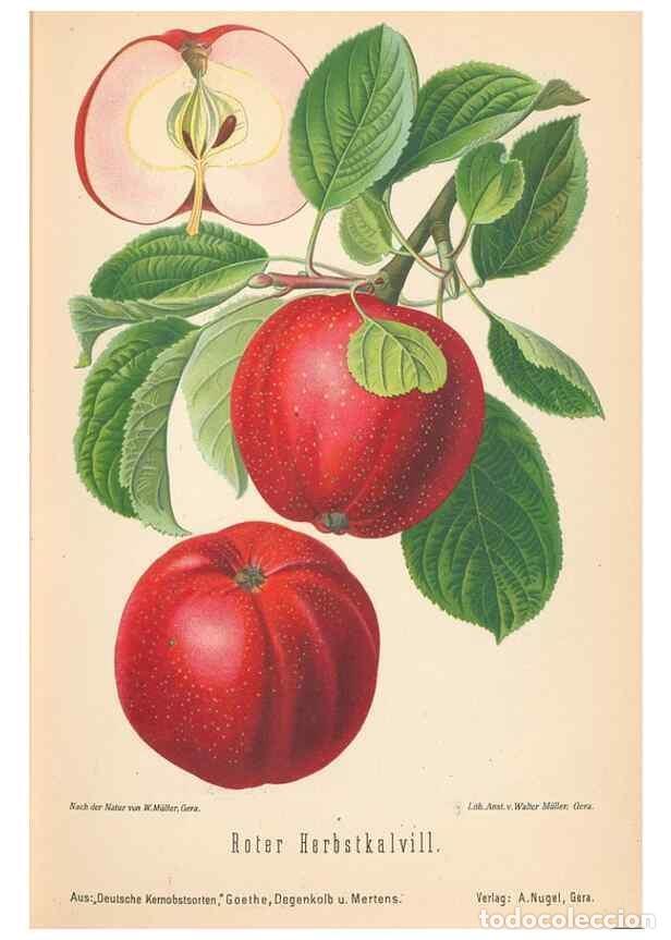 Coleccionismo de Revistas y Peri&oacute;dicos: Reproducci&oacute;n/Reproduction 41541432144: Aepfel und Birnen,. Berlin,Paul Parey,1894.. - Goethe, Rudolp