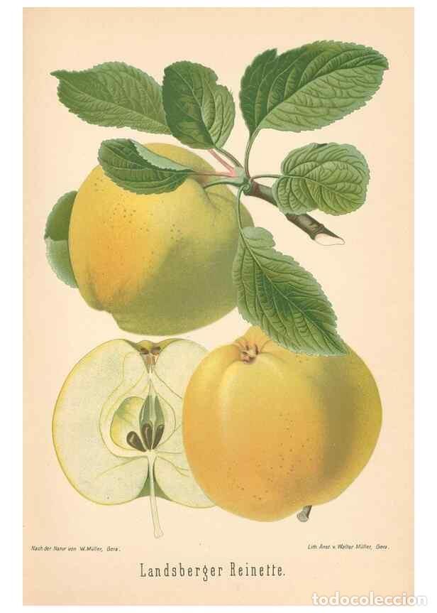 Coleccionismo de Revistas y Peri&oacute;dicos: Reproducci&oacute;n/Reproduction 28389566118: Aepfel und Birnen,. Berlin,Paul Parey,1894.. - Goethe, Rudolp