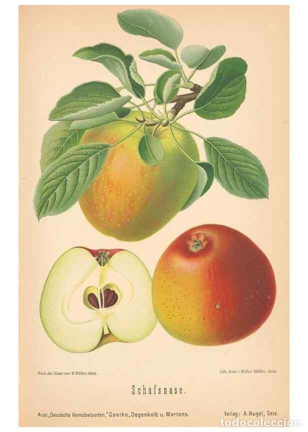 Coleccionismo de Revistas y Peri&oacute;dicos: Reproducci&oacute;n/Reproduction 41541515254: Aepfel und Birnen,. Berlin,Paul Parey,1894.. - Goethe, Rudolp
