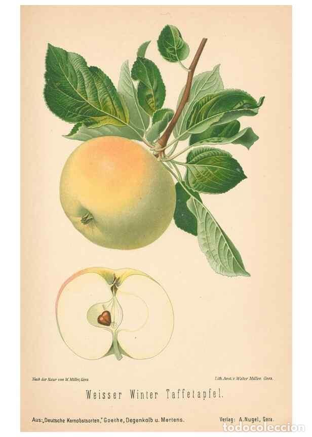 Coleccionismo de Revistas y Peri&oacute;dicos: Reproducci&oacute;n/Reproduction 42263389621: Aepfel und Birnen,. Berlin,Paul Parey,1894.. - Goethe, Rudolp