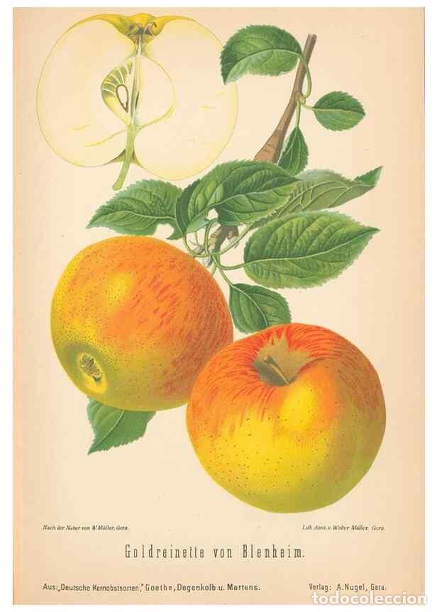 Coleccionismo de Revistas y Peri&oacute;dicos: Reproducci&oacute;n/Reproduction 41361390555: Aepfel und Birnen,. Berlin,Paul Parey,1894.. - Goethe, Rudolp