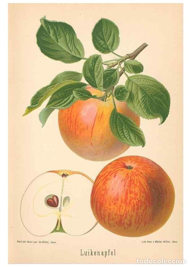 Coleccionismo de Revistas y Peri&oacute;dicos: Reproducci&oacute;n/Reproduction 42263314841: Aepfel und Birnen,. Berlin,Paul Parey,1894.. - Goethe, Rudolp
