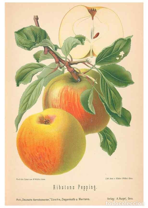 Coleccionismo de Revistas y Peri&oacute;dicos: Reproducci&oacute;n/Reproduction 41361378555: Aepfel und Birnen,. Berlin,Paul Parey,1894.. - Goethe, Rudolp