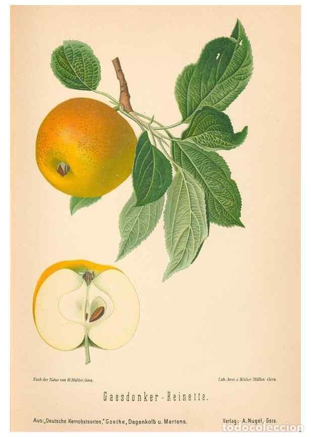 Coleccionismo de Revistas y Peri&oacute;dicos: Reproducci&oacute;n/Reproduction 40456453900: Aepfel und Birnen,. Berlin,Paul Parey,1894.. - Goethe, Rudolp