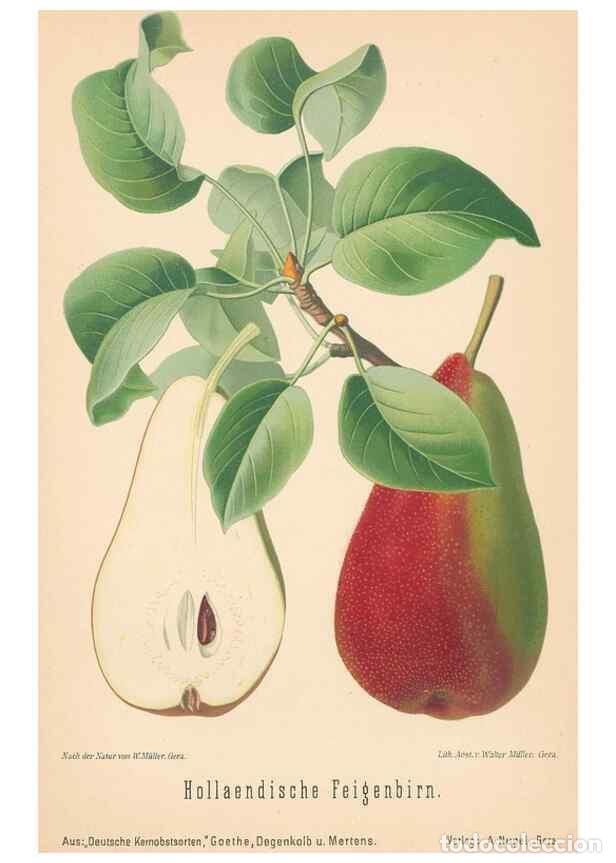 Coleccionismo de Revistas y Peri&oacute;dicos: Reproducci&oacute;n/Reproduction 42263491341: Aepfel und Birnen,. Berlin,Paul Parey,1894.. - Goethe, Rudolp