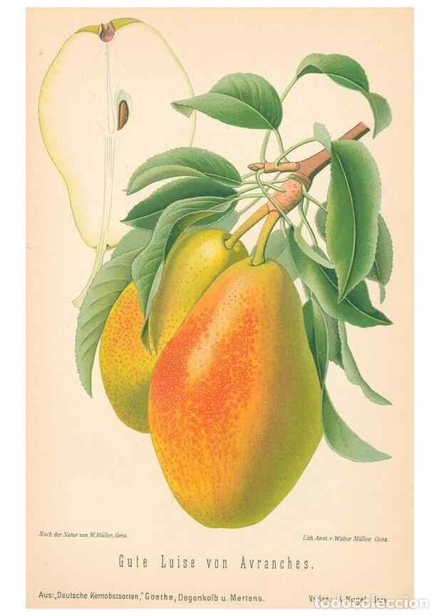 Coleccionismo de Revistas y Peri&oacute;dicos: Reproducci&oacute;n/Reproduction 28389681208: Aepfel und Birnen,. Berlin,Paul Parey,1894.. - Goethe, Rudolp
