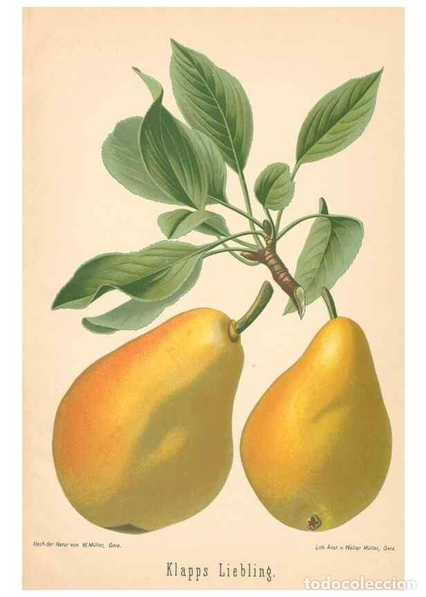 Coleccionismo de Revistas y Peri&oacute;dicos: Reproducci&oacute;n/Reproduction 41541621804: Aepfel und Birnen,. Berlin,Paul Parey,1894.. - Goethe, Rudolp