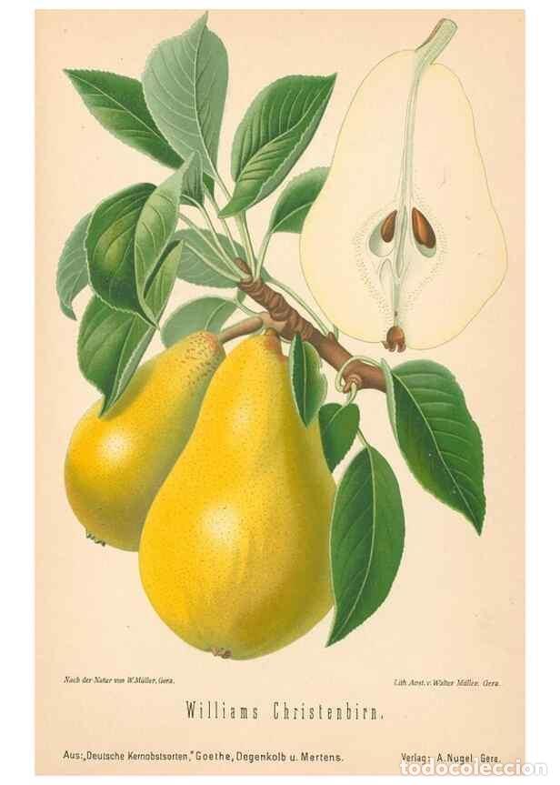 Coleccionismo de Revistas y Peri&oacute;dicos: Reproducci&oacute;n/Reproduction 27392575647: Aepfel und Birnen,. Berlin,Paul Parey,1894.. - Goethe, Rudolp