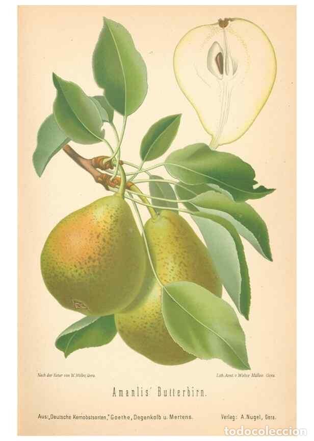 Coleccionismo de Revistas y Peri&oacute;dicos: Reproducci&oacute;n/Reproduction 42263415771: Aepfel und Birnen,. Berlin,Paul Parey,1894.. - Goethe, Rudolp