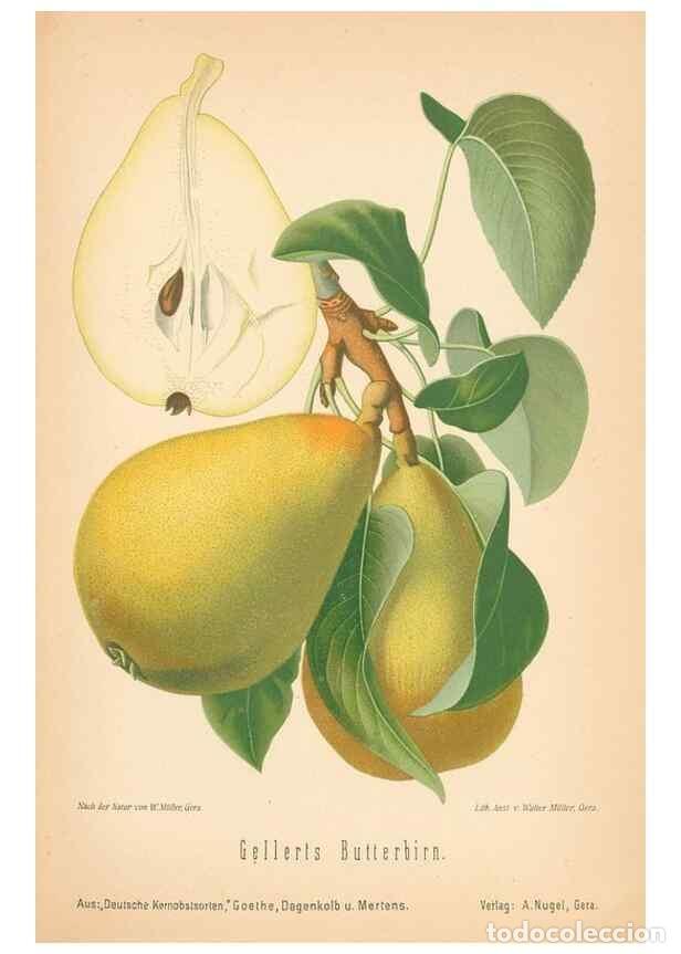 Coleccionismo de Revistas y Peri&oacute;dicos: Reproducci&oacute;n/Reproduction 42216616582: Aepfel und Birnen,. Berlin,Paul Parey,1894.. - Goethe, Rudolp