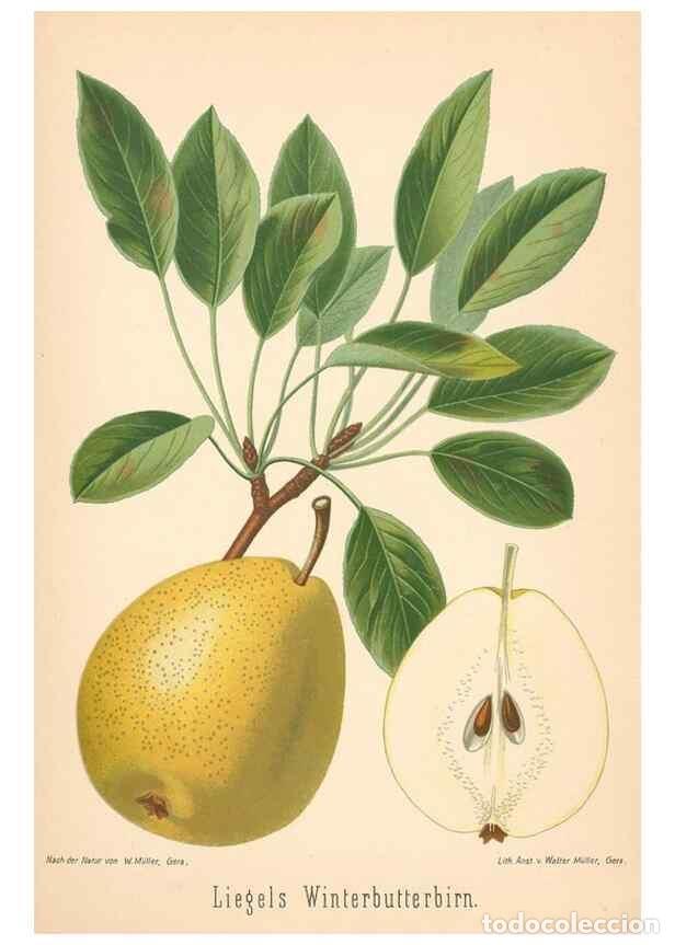 Coleccionismo de Revistas y Peri&oacute;dicos: Reproducci&oacute;n/Reproduction 42216636392: Aepfel und Birnen,. Berlin,Paul Parey,1894.. - Goethe, Rudolp