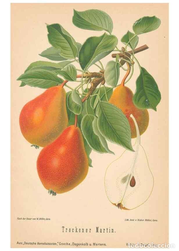 Coleccionismo de Revistas y Peri&oacute;dicos: Reproducci&oacute;n/Reproduction 41541633834: Aepfel und Birnen,. Berlin,Paul Parey,1894.. - Goethe, Rudolp