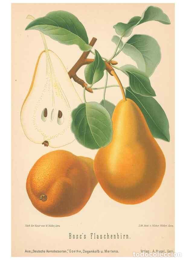 Coleccionismo de Revistas y Peri&oacute;dicos: Reproducci&oacute;n/Reproduction 42216664392: Aepfel und Birnen,. Berlin,Paul Parey,1894.. - Goethe, Rudolp