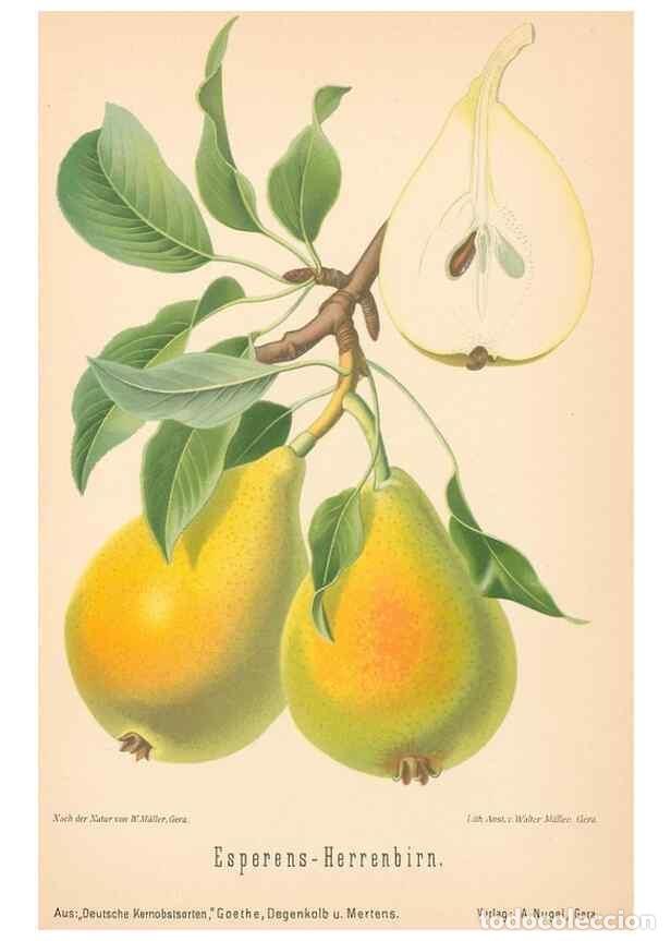 Coleccionismo de Revistas y Peri&oacute;dicos: Reproducci&oacute;n/Reproduction 40456599750: Aepfel und Birnen,. Berlin,Paul Parey,1894.. - Goethe, Rudolp