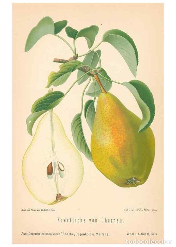 Coleccionismo de Revistas y Peri&oacute;dicos: Reproducci&oacute;n/Reproduction 28389703708: Aepfel und Birnen,. Berlin,Paul Parey,1894.. - Goethe, Rudolp