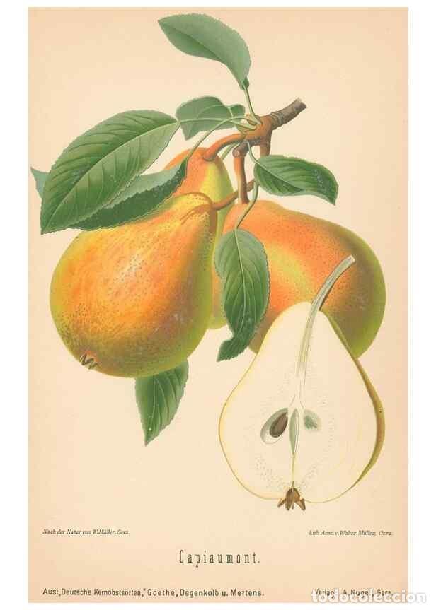 Coleccionismo de Revistas y Peri&oacute;dicos: Reproducci&oacute;n/Reproduction 27392574277: Aepfel und Birnen,. Berlin,Paul Parey,1894.. - Goethe, Rudolp