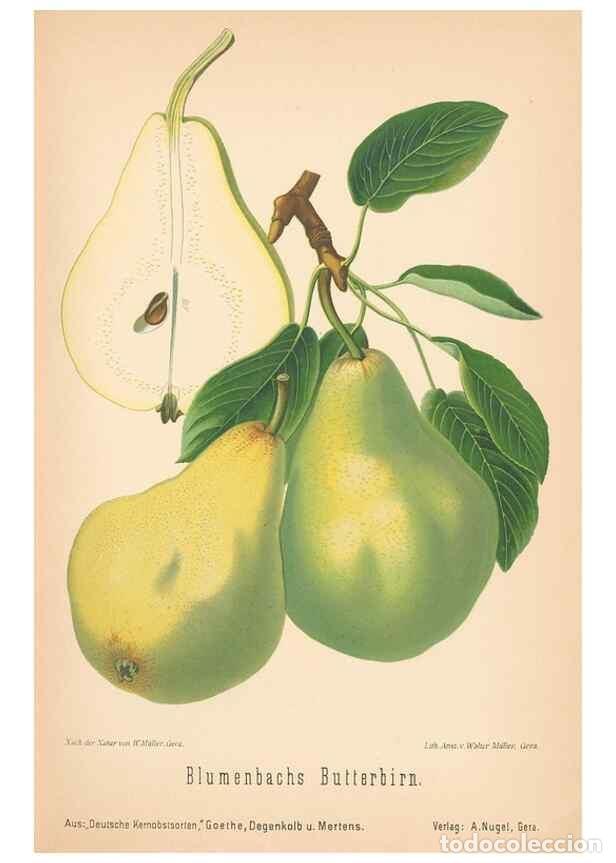 Coleccionismo de Revistas y Peri&oacute;dicos: Reproducci&oacute;n/Reproduction 27392551137: Aepfel und Birnen,. Berlin,Paul Parey,1894.. - Goethe, Rudolp