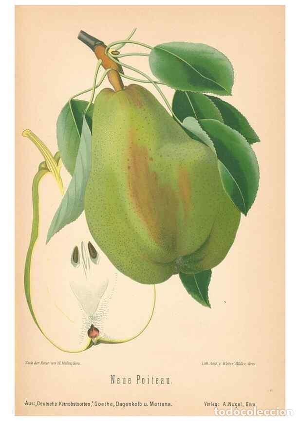 Coleccionismo de Revistas y Peri&oacute;dicos: Reproducci&oacute;n/Reproduction 41541650434: Aepfel und Birnen,. Berlin,Paul Parey,1894.. - Goethe, Rudolp