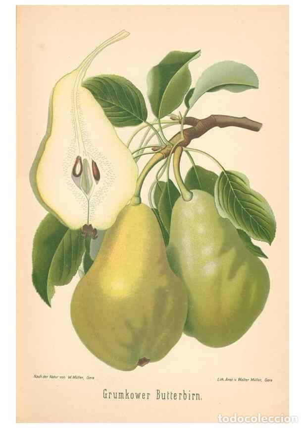 Coleccionismo de Revistas y Peri&oacute;dicos: Reproducci&oacute;n/Reproduction 41541573394: Aepfel und Birnen,. Berlin,Paul Parey,1894.. - Goethe, Rudolp