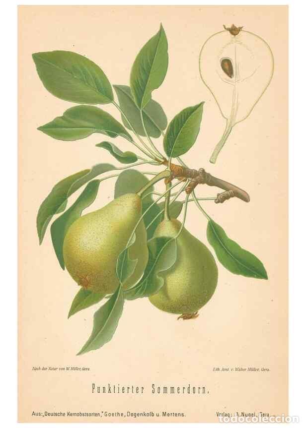 Coleccionismo de Revistas y Peri&oacute;dicos: Reproducci&oacute;n/Reproduction 41541664824: Aepfel und Birnen,. Berlin,Paul Parey,1894.. - Goethe, Rudolp