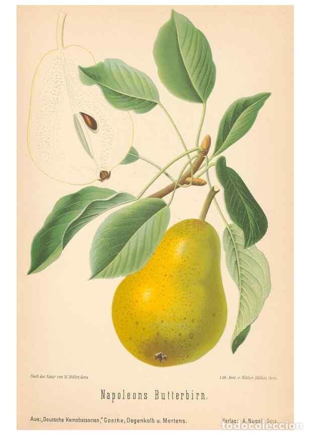 Coleccionismo de Revistas y Peri&oacute;dicos: Reproducci&oacute;n/Reproduction 41541584364: Aepfel und Birnen,. Berlin,Paul Parey,1894.. - Goethe, Rudolp