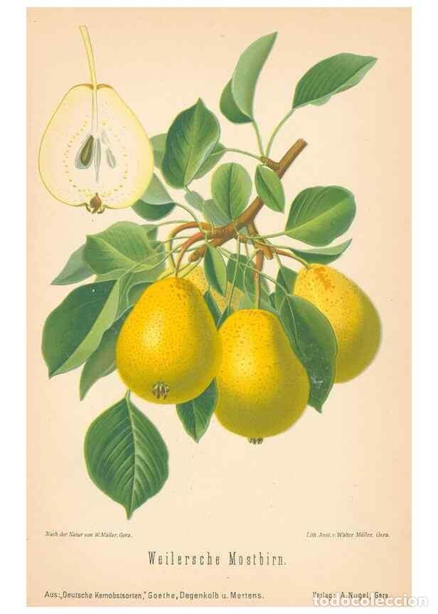 Coleccionismo de Revistas y Peri&oacute;dicos: Reproducci&oacute;n/Reproduction 42216703512: Aepfel und Birnen,. Berlin,Paul Parey,1894.. - Goethe, Rudolp