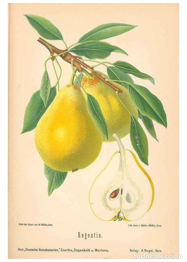 Coleccionismo de Revistas y Peri&oacute;dicos: Reproducci&oacute;n/Reproduction 28389736658: Aepfel und Birnen,. Berlin,Paul Parey,1894.. - Goethe, Rudolp