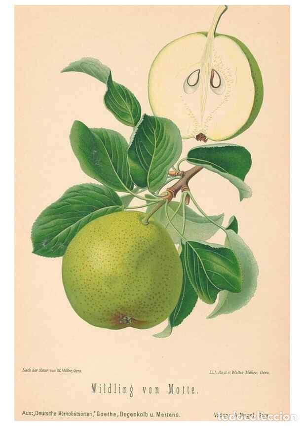 Coleccionismo de Revistas y Peri&oacute;dicos: Reproducci&oacute;n/Reproduction 27392662957: Aepfel und Birnen,. Berlin,Paul Parey,1894.. - Goethe, Rudolp