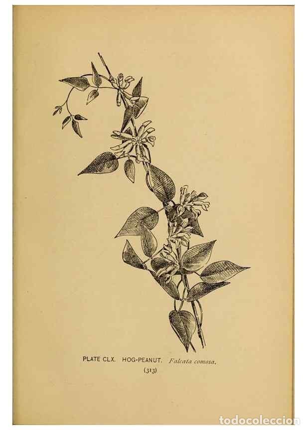 Collezionismo di Riviste e Giornali: Reproducci&oacute;n/Reproduction 45938226575: A guide to the wild flowers.. New York,F. A. Stokes[1899]. -