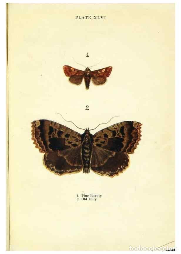 Coleccionismo de revistas y peri&oacute;dicos: Reproducci&oacute;n/Reproduction 9264546926: Butterflies and moths,. London & Edinburgh,T.C. & E.C. Jack[19