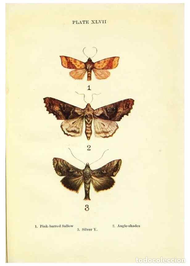 Coleccionismo de revistas y peri&oacute;dicos: Reproducci&oacute;n/Reproduction 9261771815: Butterflies and moths,. London & Edinburgh,T.C. & E.C. Jack[19