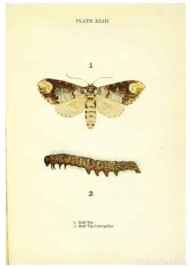 Coleccionismo de revistas y peri&oacute;dicos: Reproducci&oacute;n/Reproduction 9261768935: Butterflies and moths,. London & Edinburgh,T.C. & E.C. Jack[19