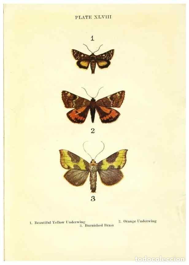 Coleccionismo de revistas y peri&oacute;dicos: Reproducci&oacute;n/Reproduction 9264548354: Butterflies and moths,. London & Edinburgh,T.C. & E.C. Jack[19