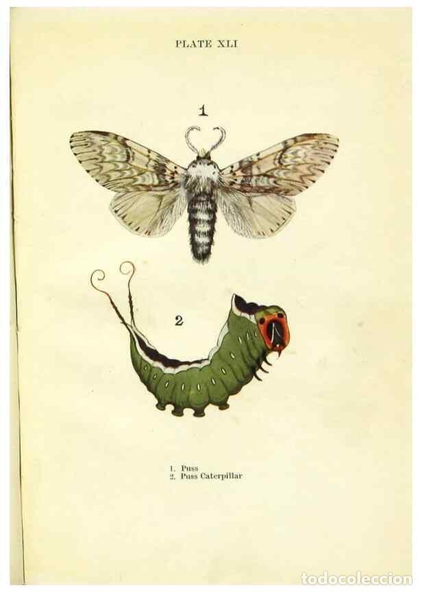 Coleccionismo de revistas y peri&oacute;dicos: Reproducci&oacute;n/Reproduction 9264543330: Butterflies and moths,. London & Edinburgh,T.C. & E.C. Jack[19