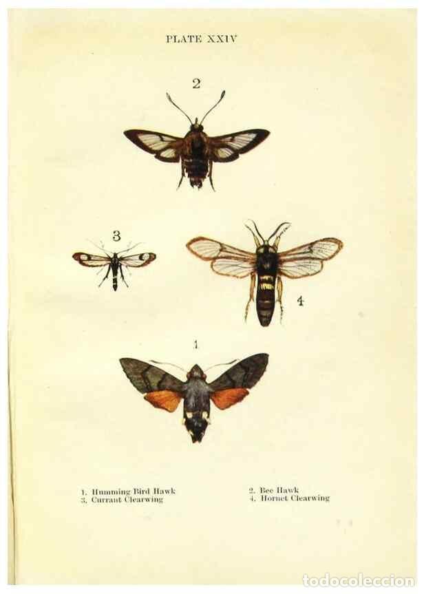 Coleccionismo de revistas y peri&oacute;dicos: Reproducci&oacute;n/Reproduction 9261755759: Butterflies and moths,. London & Edinburgh,T.C. & E.C. Jack[19