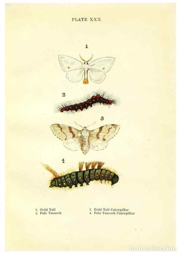 Coleccionismo de revistas y peri&oacute;dicos: Reproducci&oacute;n/Reproduction 9264535636: Butterflies and moths,. London & Edinburgh,T.C. & E.C. Jack[19