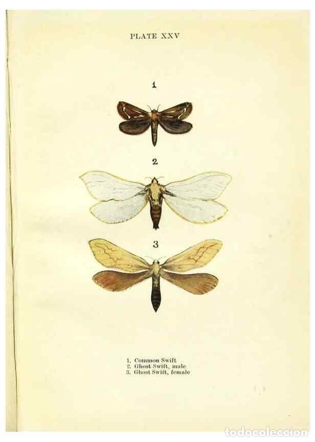Coleccionismo de revistas y peri&oacute;dicos: Reproducci&oacute;n/Reproduction 9261756583: Butterflies and moths,. London & Edinburgh,T.C. & E.C. Jack[19