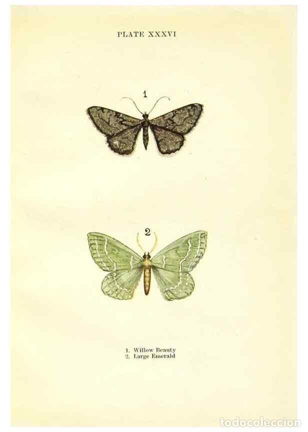 Coleccionismo de revistas y peri&oacute;dicos: Reproducci&oacute;n/Reproduction 9264539858: Butterflies and moths,. London & Edinburgh,T.C. & E.C. Jack[19